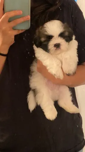 Filhote de Shih Tzu muito companheiro
