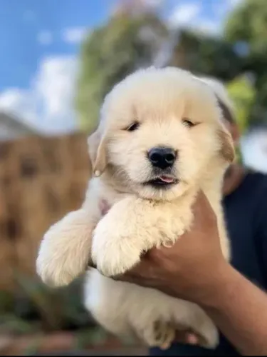 Golden Retriever providência garantida