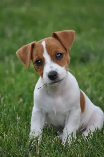 Jack Russell -- Macho Bicolor