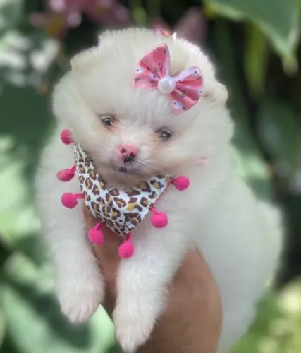 Spitz Alemão. Filhote fêmea com um narizinho super charmoso!