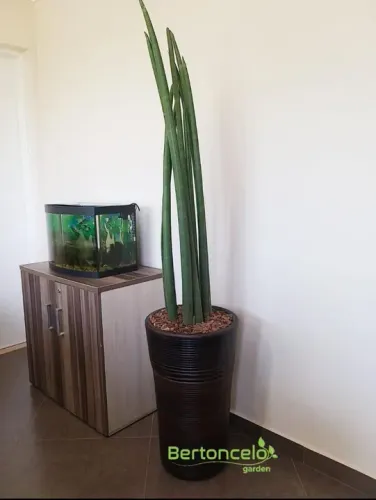Lança de São Jorge no vaso de cerâmica 1.60 altura e vaso 64/38