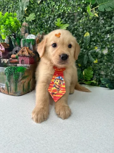 Filhote Golden Retriever com Laço Charmoso