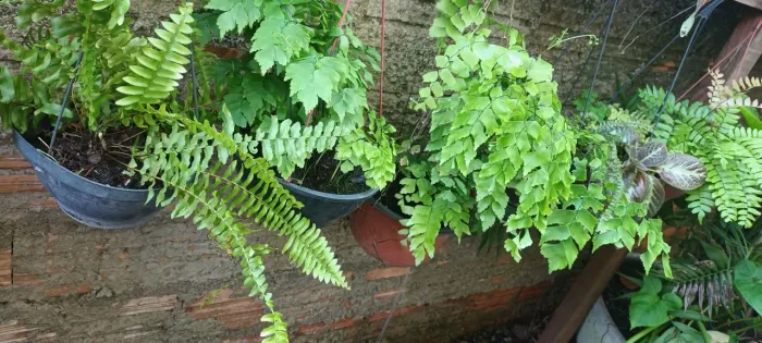 Jardim Suspenso com Samambaias