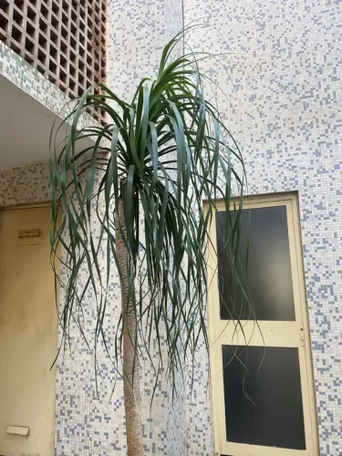 Pata de elefante linda para sua casa