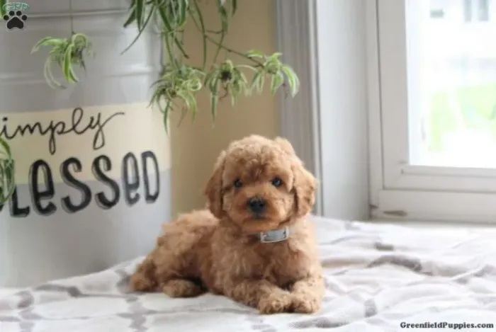 ?Poodle + Natal = combinação perfeita pra derreter qualquer coração.? ?