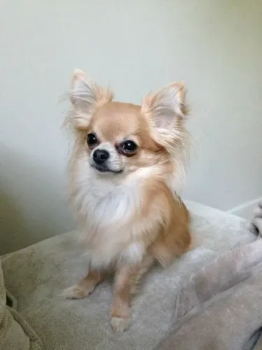 Chihuahua pelo Longo Filhotes na Cor Creme