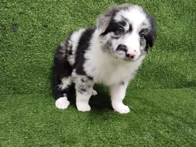Border Collie Pacelamento sem juros no cartão até 12x.