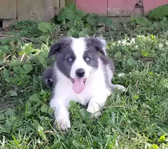 Filhotes de Border Collie | Um amigo para momentos especiais.