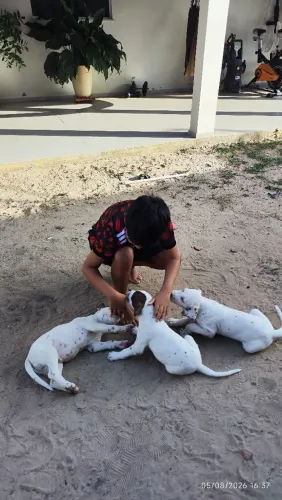Filhote de dálmata raça pura pra vender ,2 macho disponível