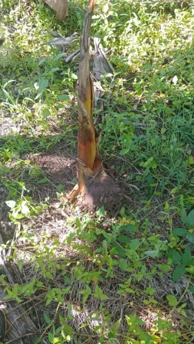 Mudas de banana da Terra (3 reais).
