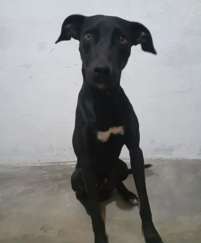 Doação de cachorro macho