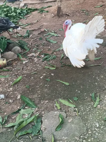 Peru