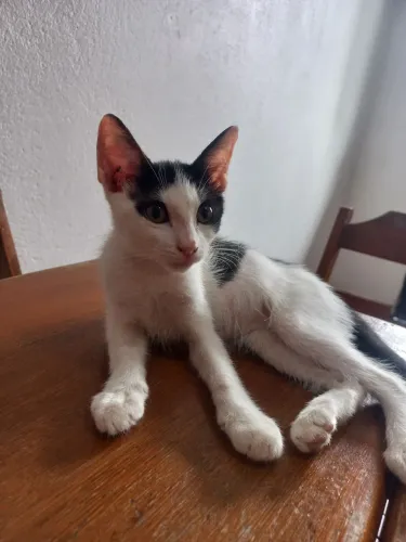Gata disponível para adoção.