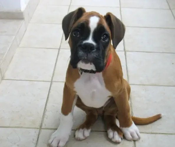 Boxer,Boxer Filhote Muito Amoroso e Dócil