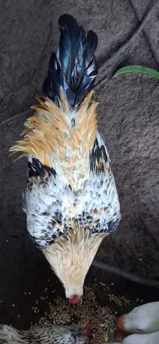 Galinha