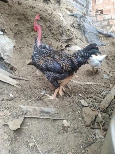 Frango