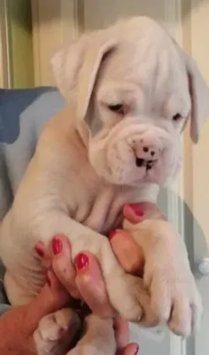 Boxer,Boxer Filhote com Ótimo Padrão da Raça e Perfil Brincalhão