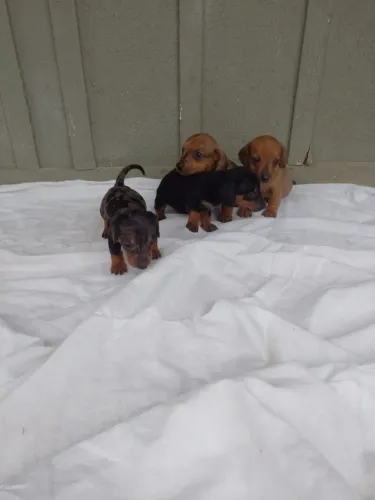 Filhotes de Basset ( Dachshund)