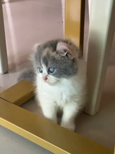 Linda gata American Curl. 