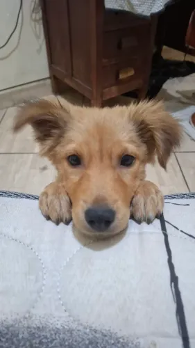 Doação filhote fêmea porte médio pequeno