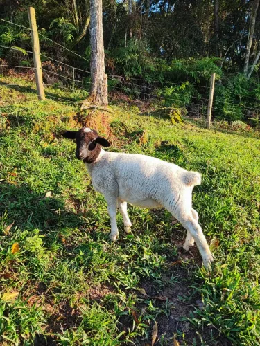 Ovelha carneira borrega fêmea dorper pura