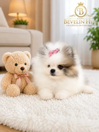 Um verdadeiro bibelô, linda princesa de lulu da Pomerânia anã