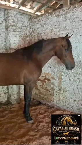 GARANHÃO (marcha picada)