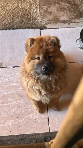 Chow chow