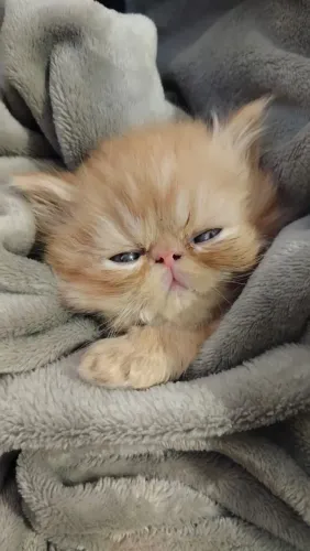 Filhotes de gatos persa