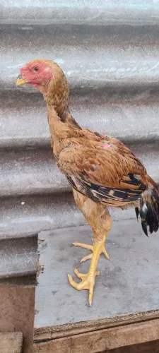 Frango Indio gigante 