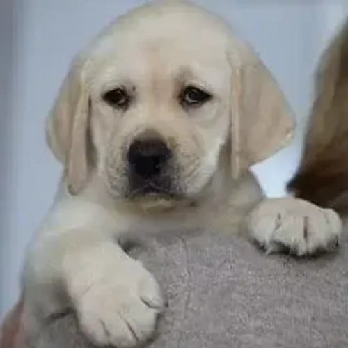 Labrador Retriever,Labrador Retriever Filhote Vacinado e Vermifugado