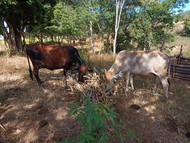 2 vacas Leiteiras PRENHAS! 