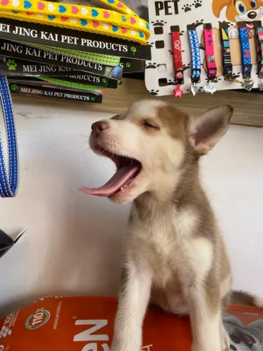 Husky siberiano