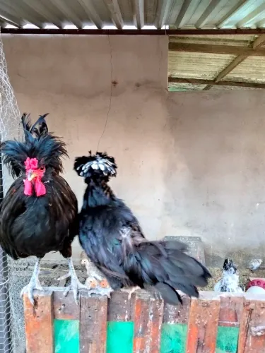 Casal galinhas polonês