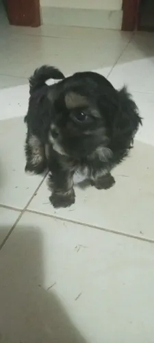 Vendo Shitzu macho preto puro
