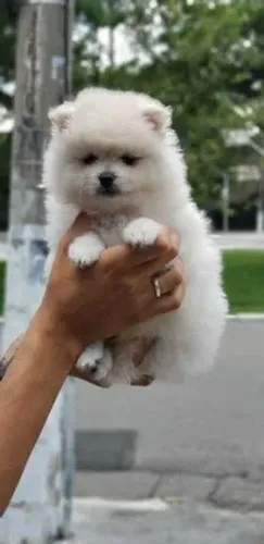 Spitz Alemão: Fofura que Conquista na Hora