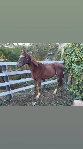 Vendo cavalo mangalarga,marcha batida 