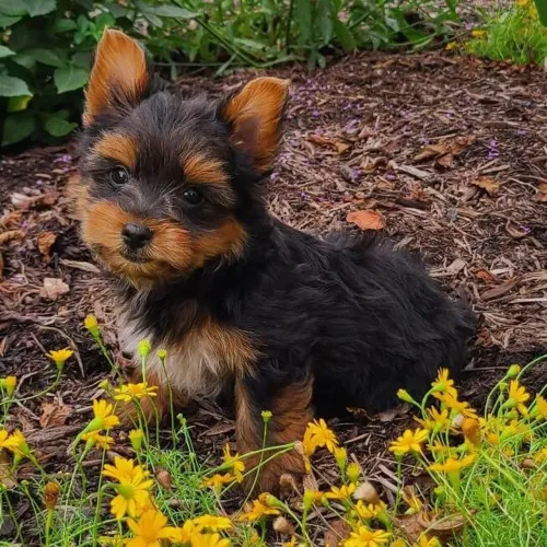 Yorkshire Terrier/ Uma joia rara de lealdade