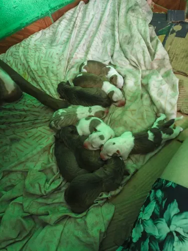Filhotes Pit Bull