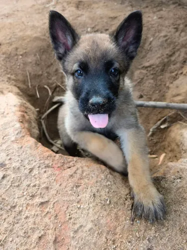 filhotes malinois