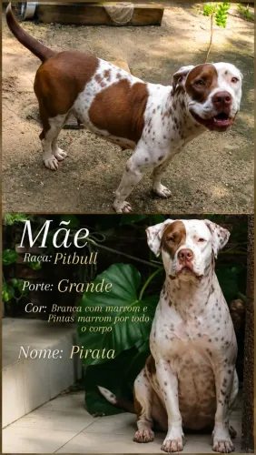 Filhotes de Pitbull 