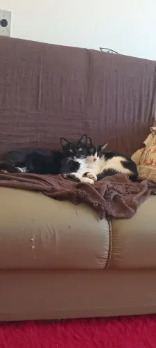 Doa- a se esses gatinhos