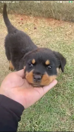 Filhote de Rottweiler o pequeno protetor que também é muito carinhoso