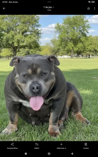 Américan Bully Femea