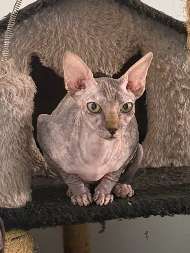 Filhote Sphynx Fêmea 