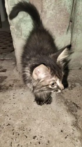 Gato