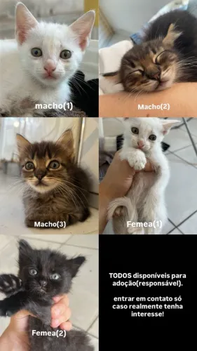 Gatinhos filhote 