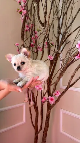 Chihuahua