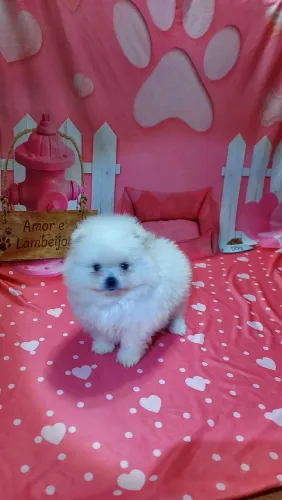 Lulu da pomerânea fêmea a pronta entrega