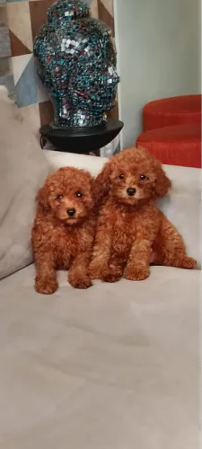 Amor em dobro: Poodle Red macho e fêmea